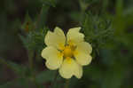 Sulphur cinquefoil